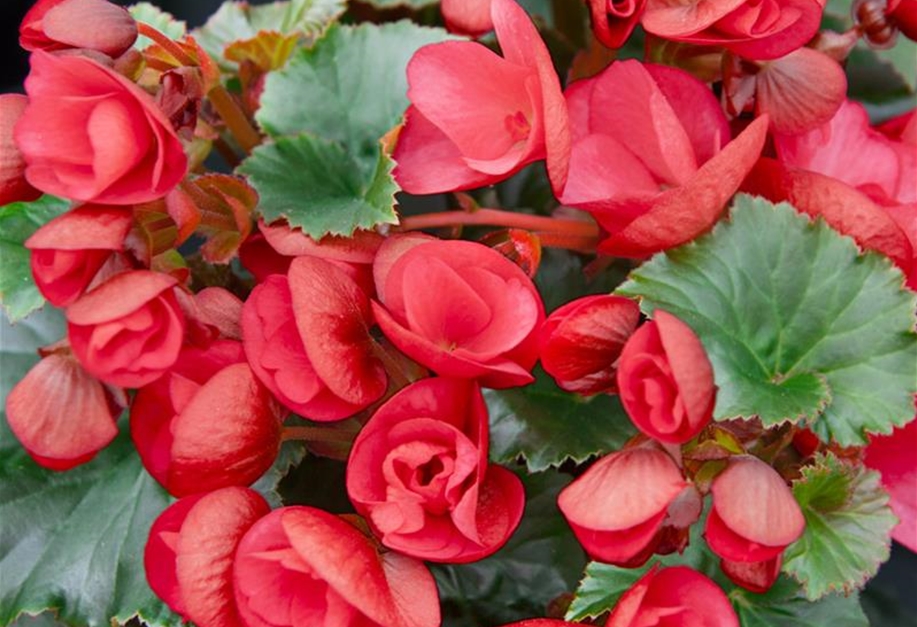 Begonia Elatior, Elatior-Begonie - Gärtnerei Petersen