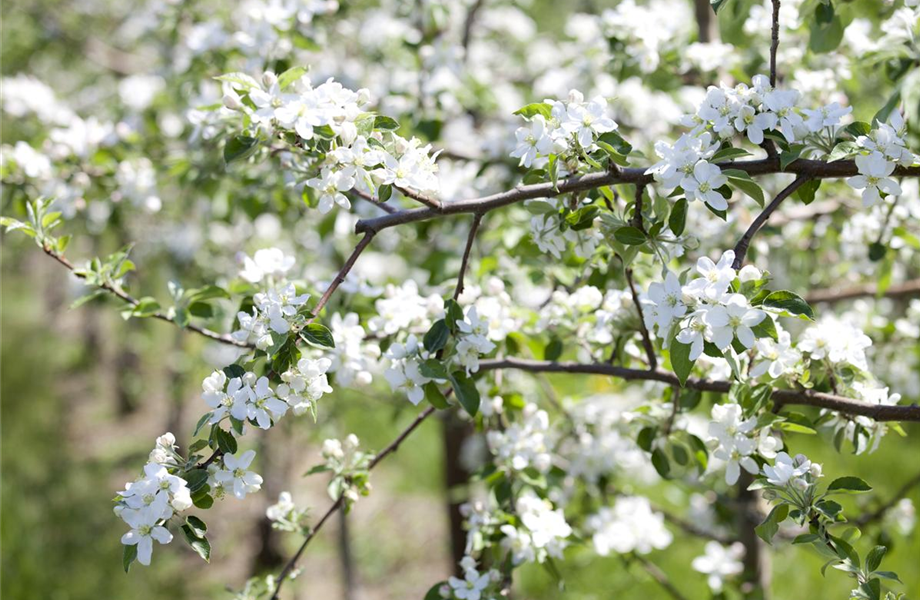 März 2019: Apfelbaum