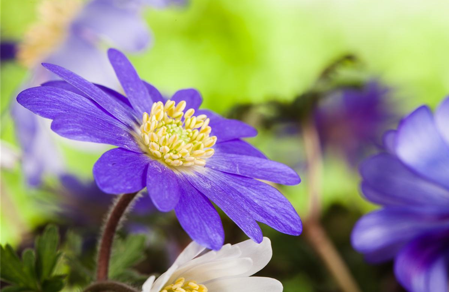 Juli 2019: Anemone