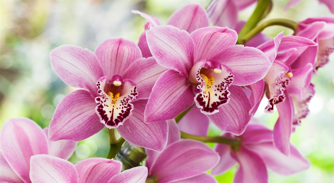 Cymbidium 'Rose'