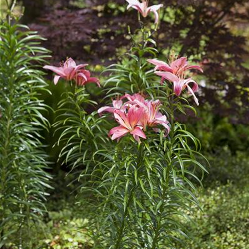 Pflanzzeit für Lilien