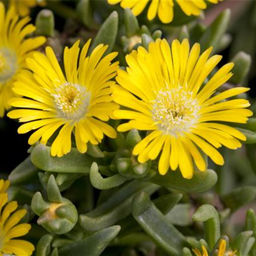 Winterharte Eisblumen für den Steingarten