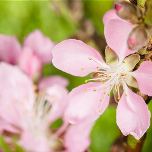 Nüsse und Schalenfrüchte aus Ihrem Garten