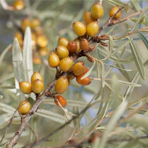 Hungrige Gartenbewohner