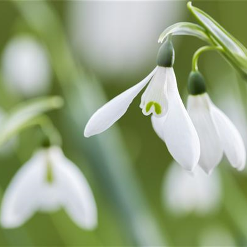 Schneeglöckchen richtig pflanzen