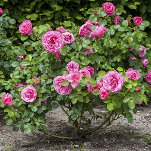 Der Oktober – Pflanzzeit für Rosen