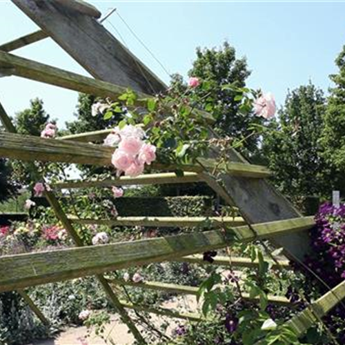 Gartengestaltung - Rosengarten