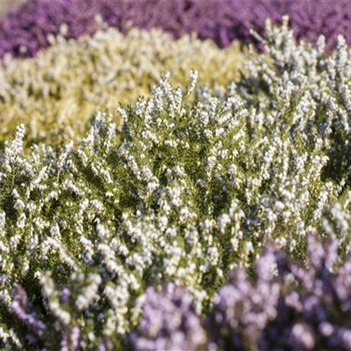 Der Heidegarten: Idylle für Zuhause