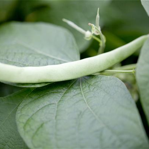 Leckere Buschbohnen im eigenen Garten säen