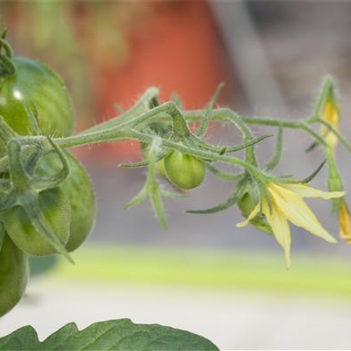 Tomaten ausgeizen