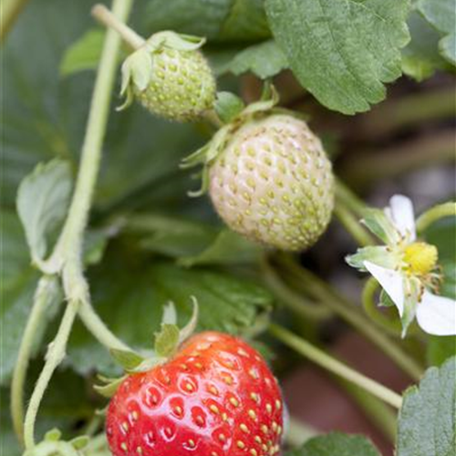 Erdbeeren schneiden