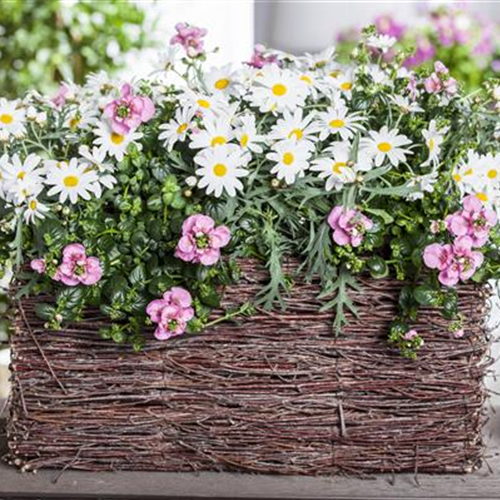 So blüht Balkon und Garten im Sommer auf!