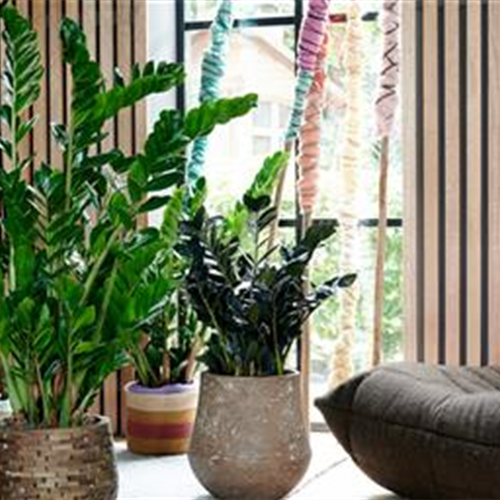 Pflanze des Monats Januar: Zamioculcas