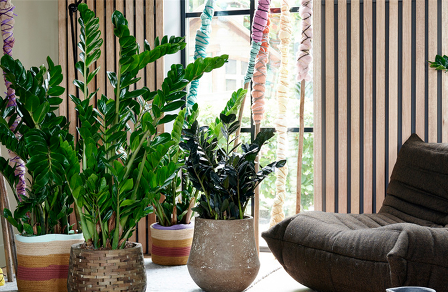 Pflanze des Monats Januar: Zamioculcas