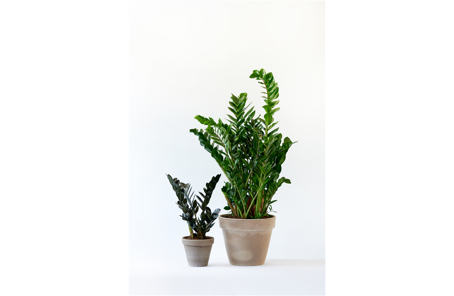 Pflanze des Monats Januar: Zamioculcas