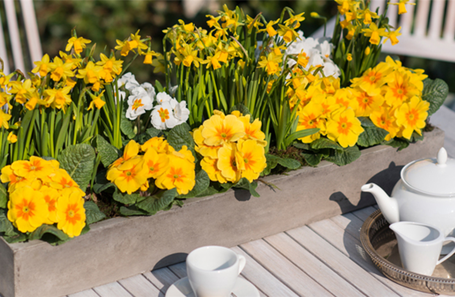 Gartenkalender Februar