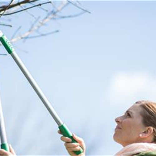 Gartenkalender November 2020