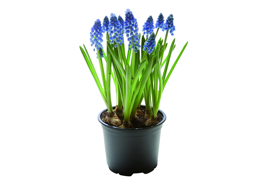 Muscari armeniacum