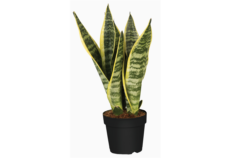 Sansevieria trifasciata