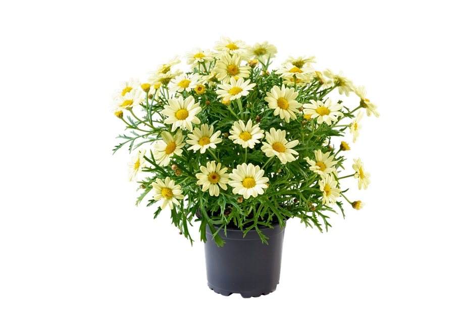 Argyranthemum frutescens