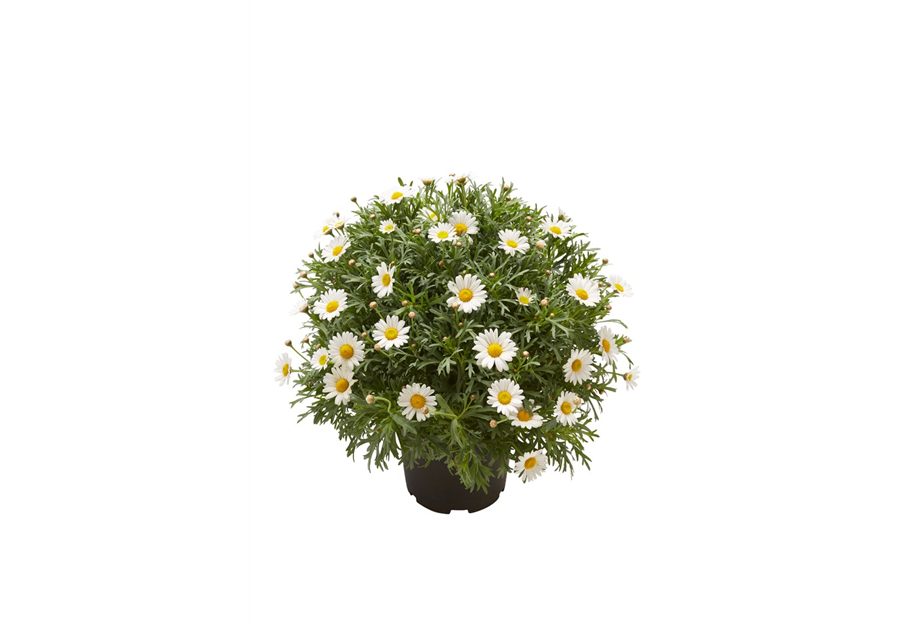 Argyranthemum frutescens