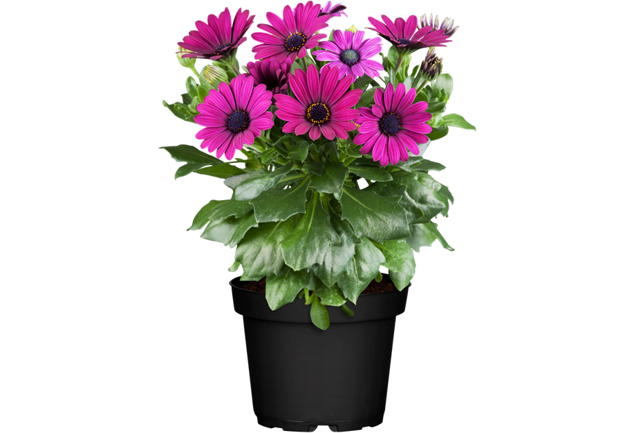 Osteospermum ecklonis