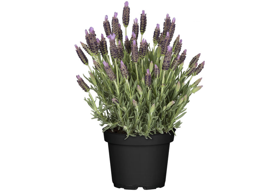 Lavandula stoechas