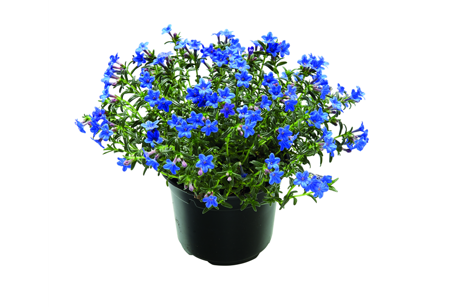 Lithodora diffusa