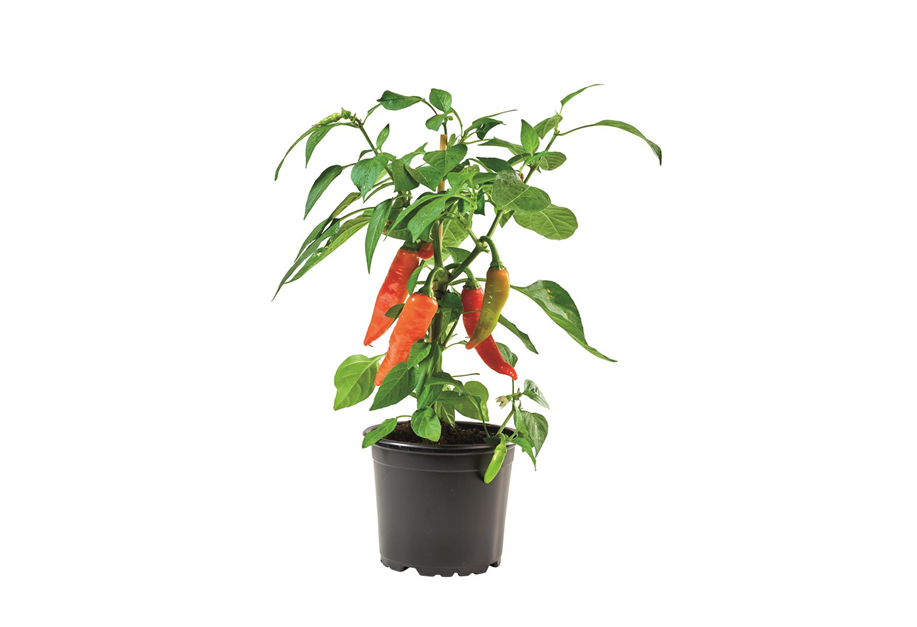 Capsicum annuum