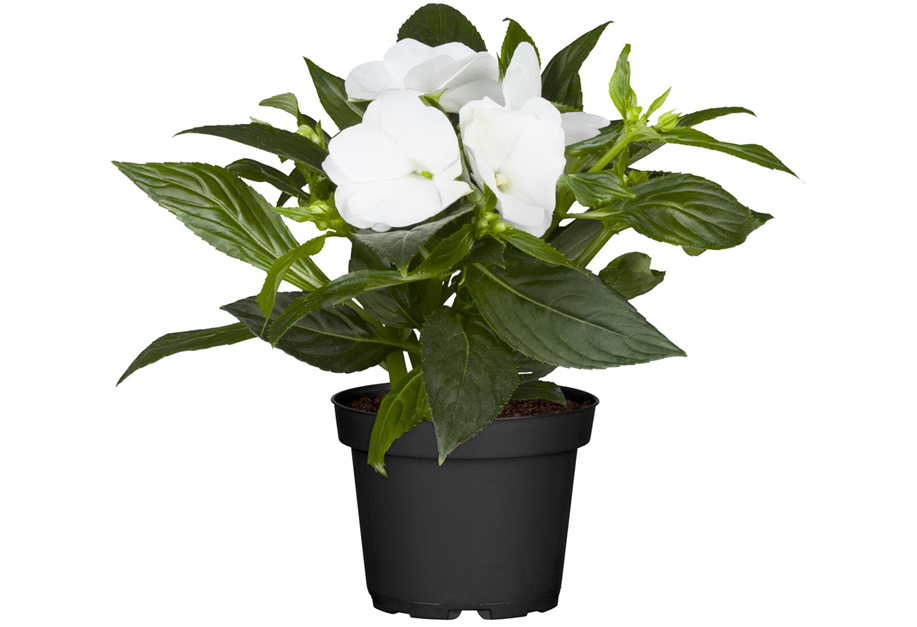 Impatiens-Neu-Guinea-Hybride