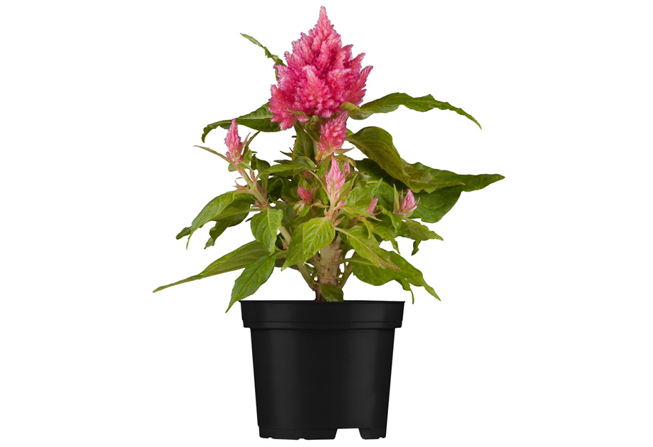 Celosia argentea