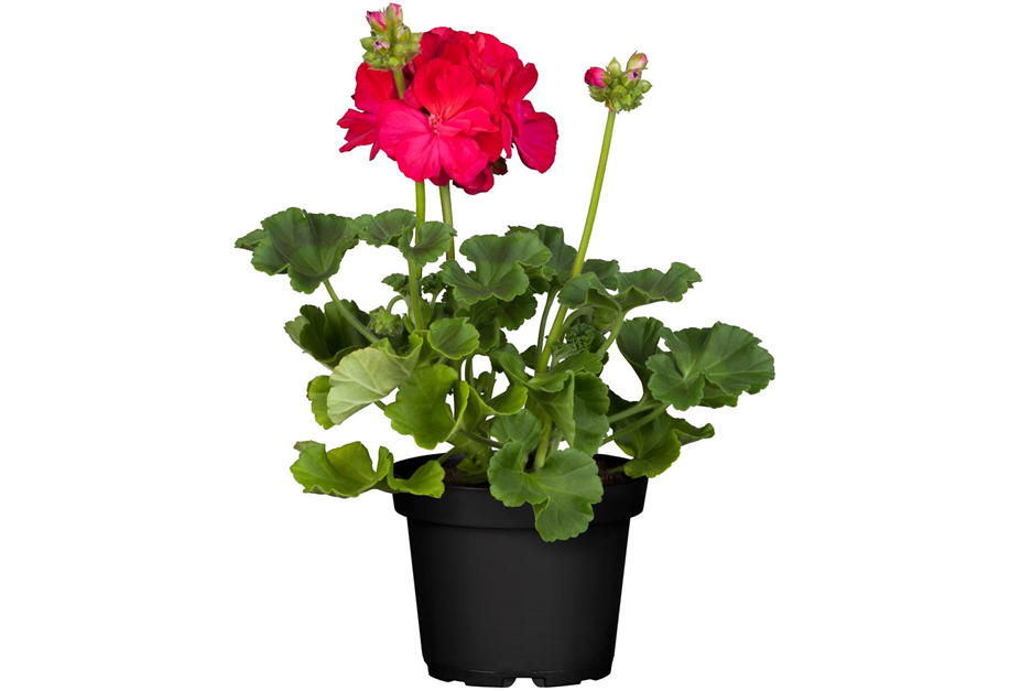 Pelargonium zonale 