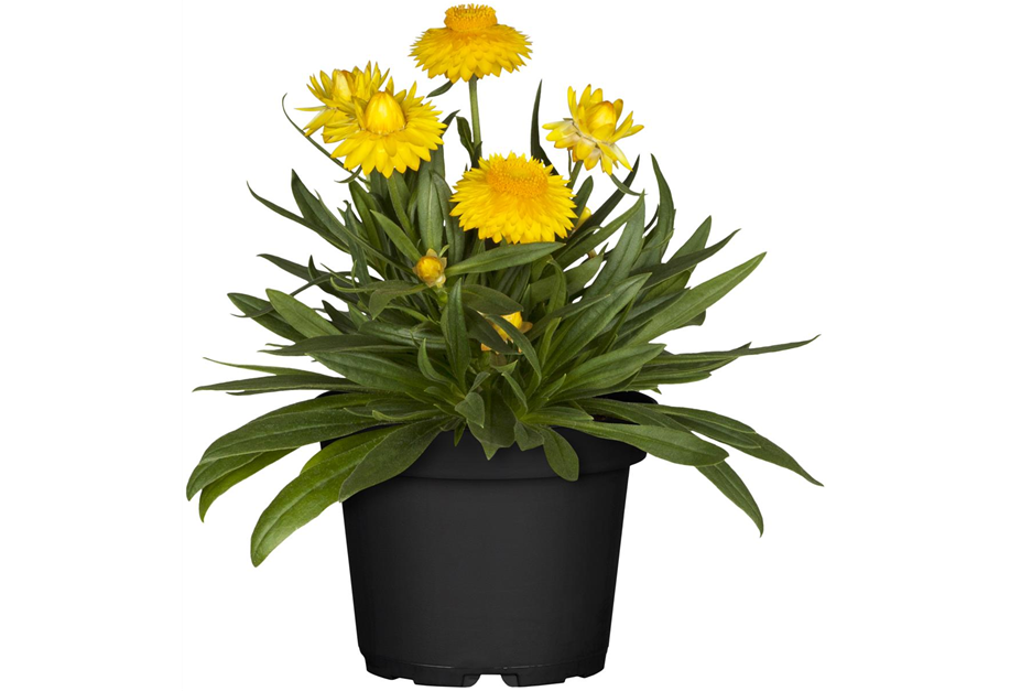 Xerochrysum bracteatum 