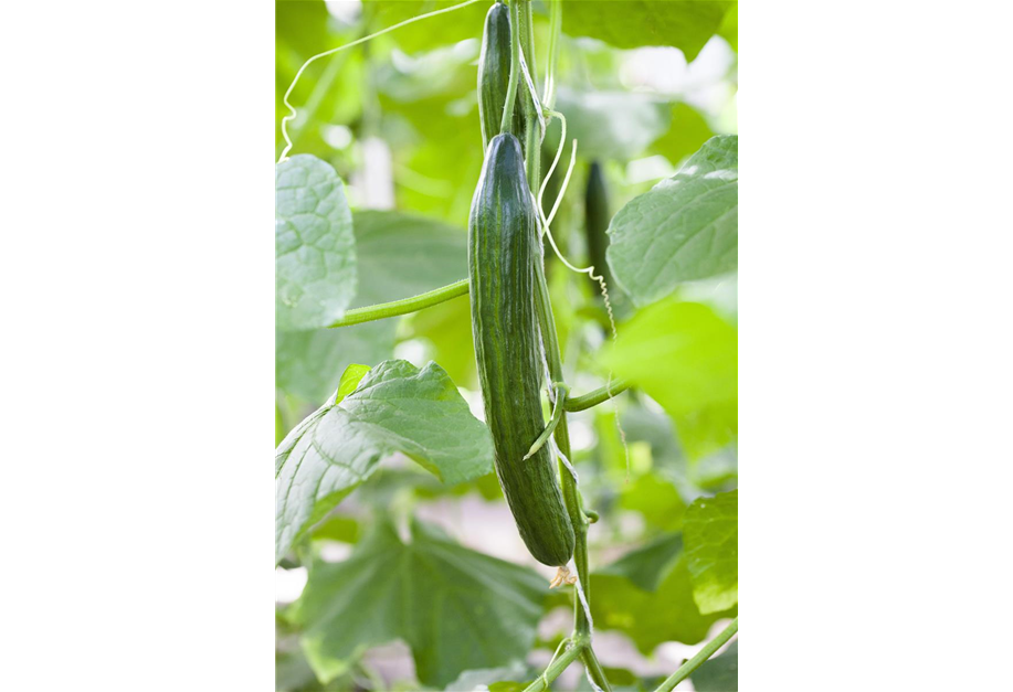 Cucumis sativus 