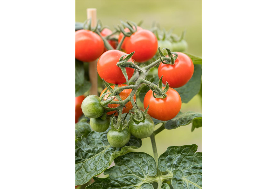 Solanum lycopersicum