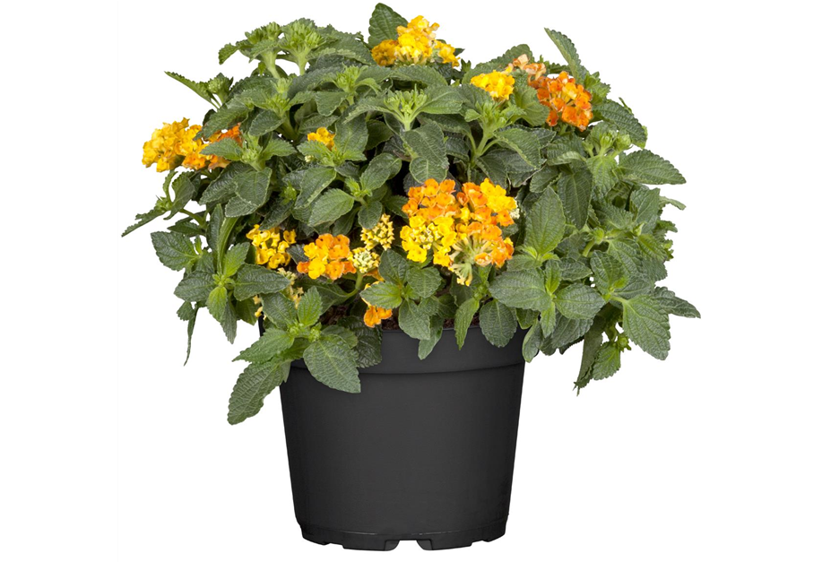 Lantana camara