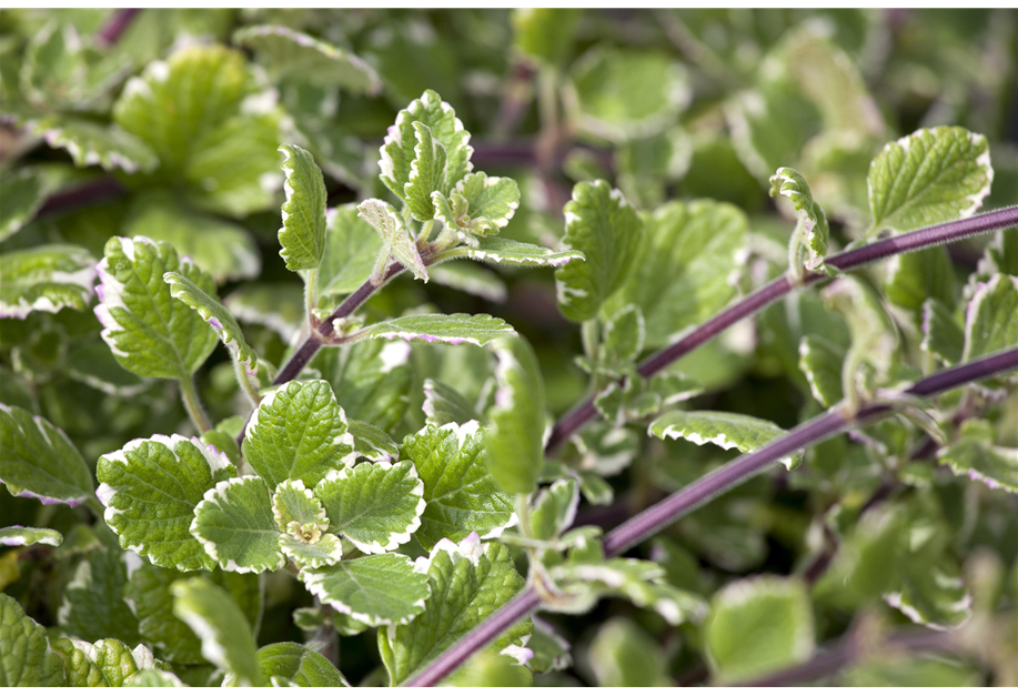 Plectranthus coleoides 