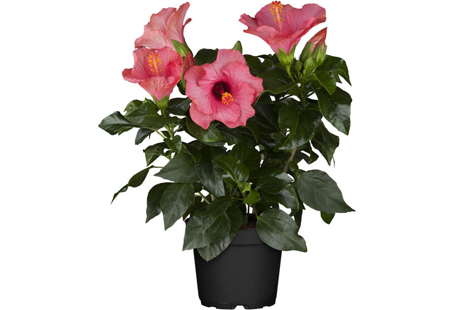 Hibiscus rosa-sinensis