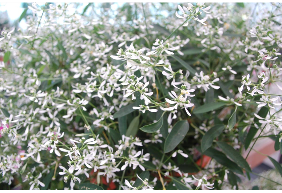 Chamaesyce hypericifolia