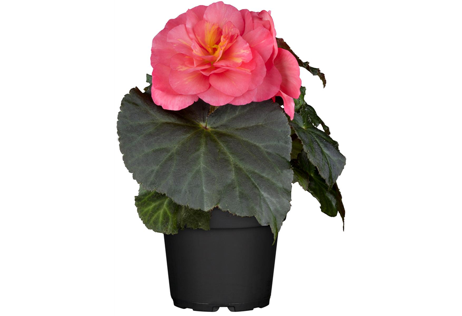 Begonia tuberhybrida 