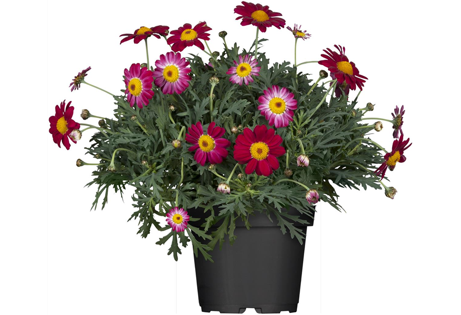 Argyranthemum frutescens