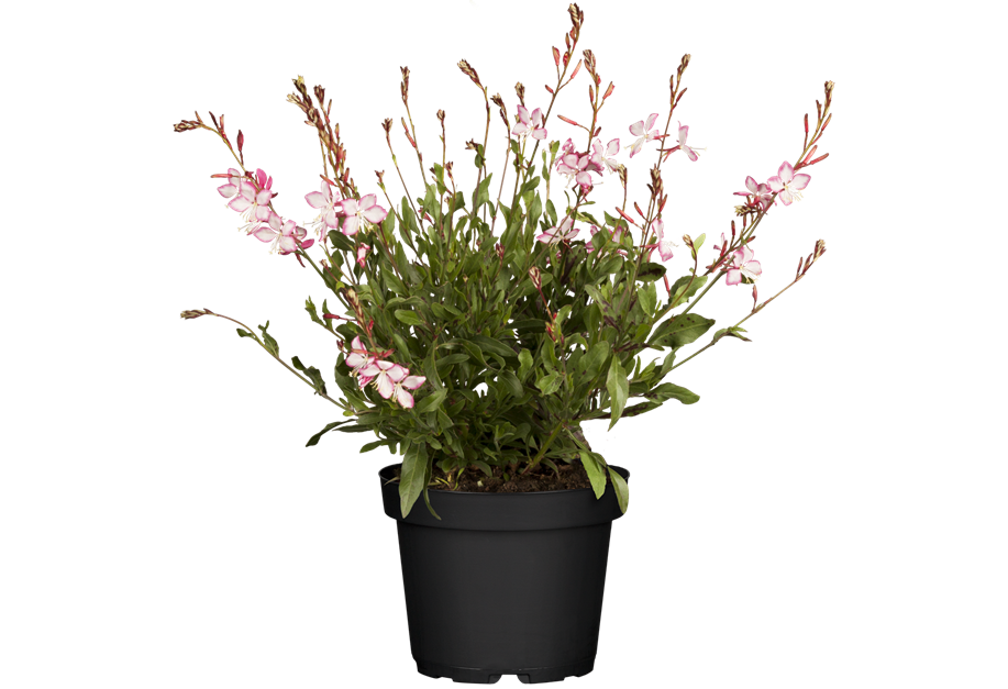 Gaura lindheimeri