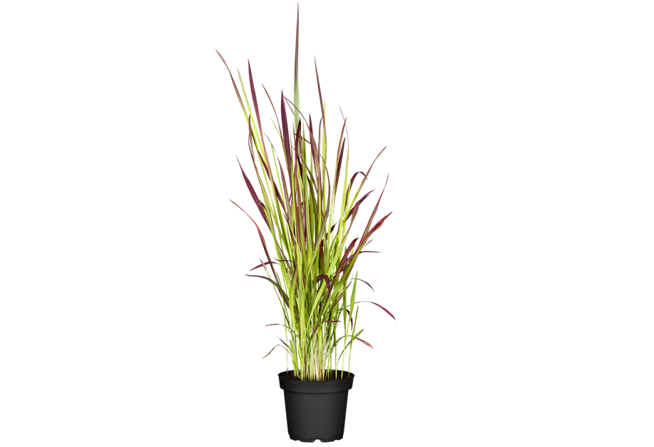 Imperata cylindrica 'Red Baron'