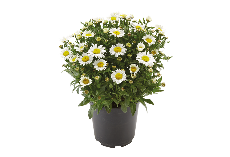 Leucanthemum maximum