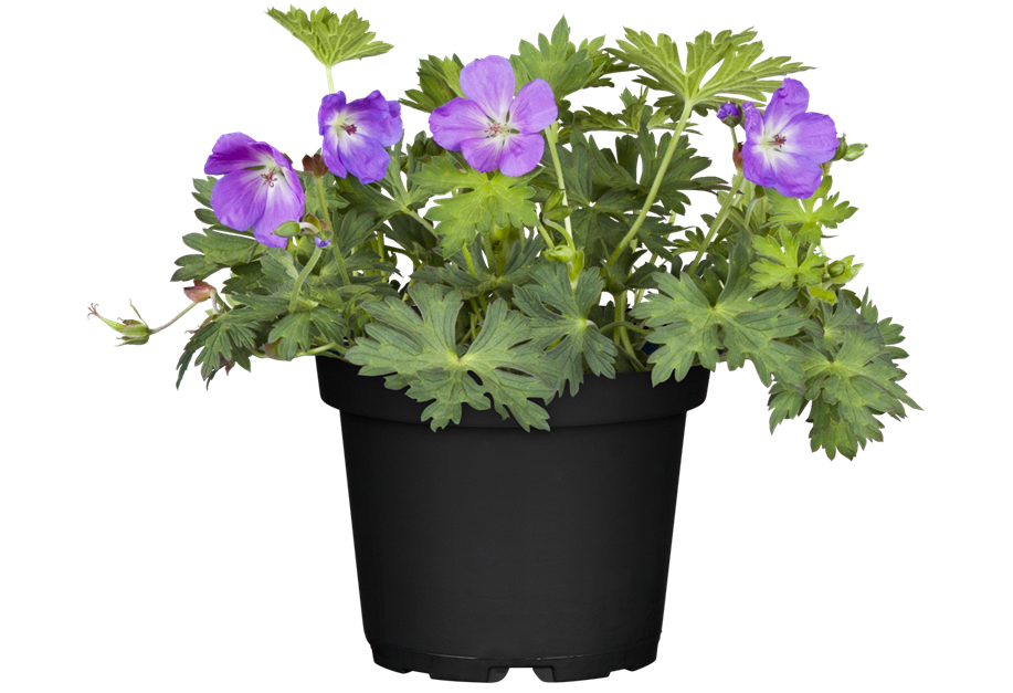 Geranium-Hybride ‘Rozanne‘