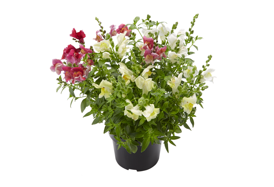 Antirrhinum majus 