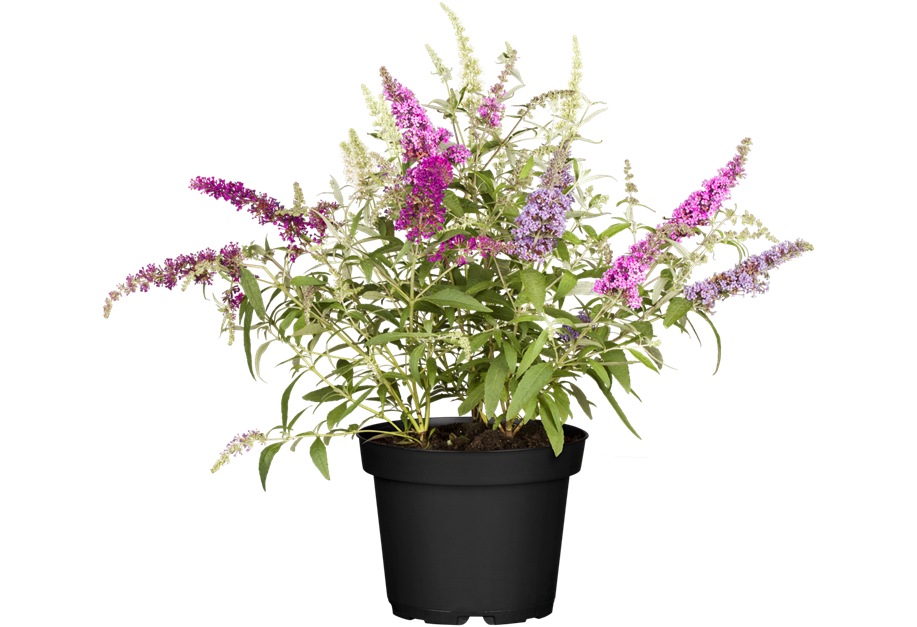 Buddleja davidii 'Buzz'® 