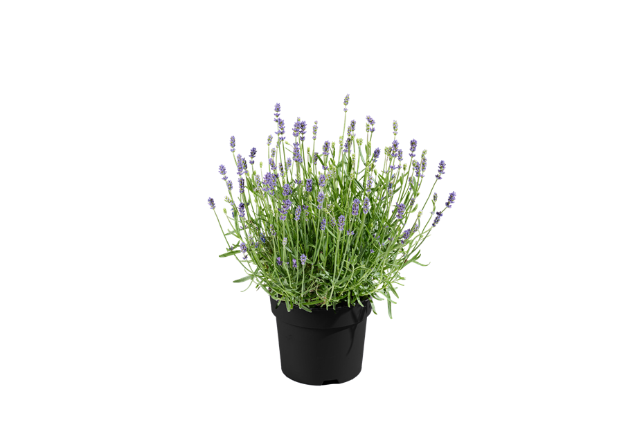 Lavandula angustifolia