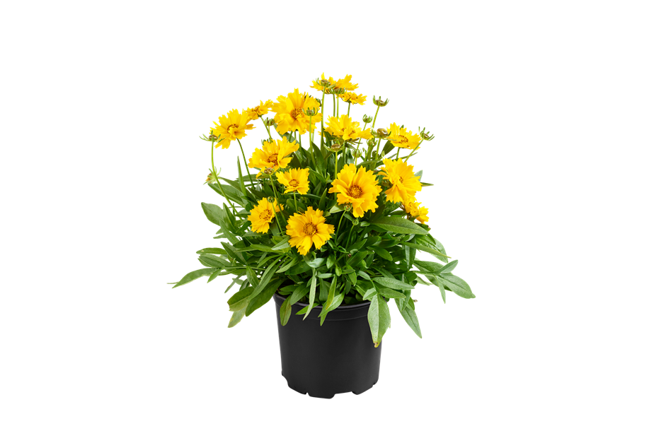 Coreopsis grandiflora