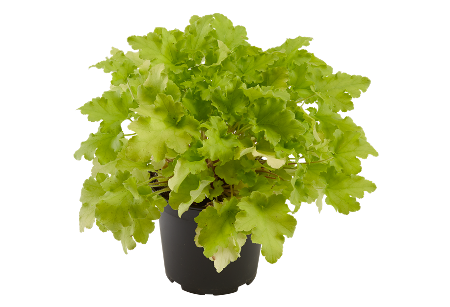 Heuchera-Hybride